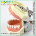 SELL 12563 Anatomical Model Type Dental Study with Soft Gum